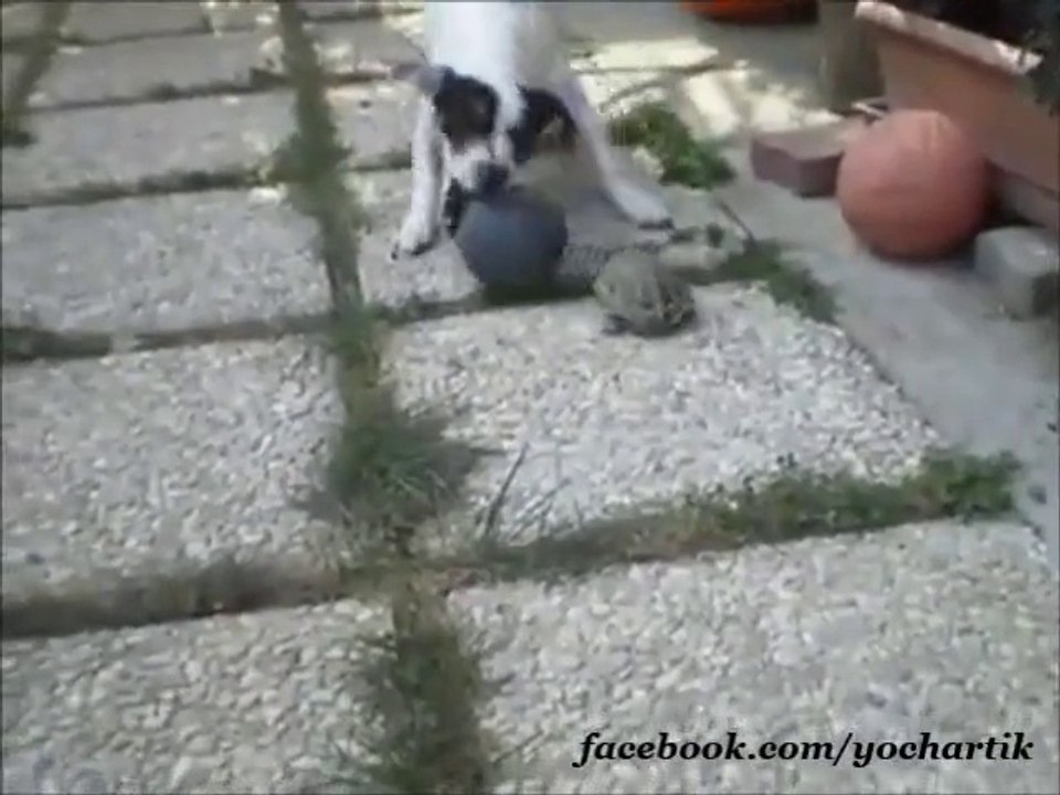Turtle Playing Ball with Dog