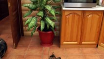 Un chat sans coeur refuse de jouer avec un Huski