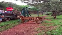 Slowmotion Video of Tiger Jumping to 10 Feet for Food