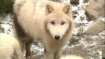 Zoo: ces animaux qui aiment le froid