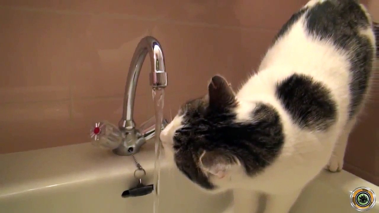Ce chat boit l’eau au robinet