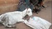 Goat Gives Birth To Human - Looks Like BABY in India Mysore - Exclusive