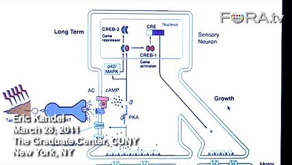 Eric Kandel: Understanding Long-Term Memory Retention