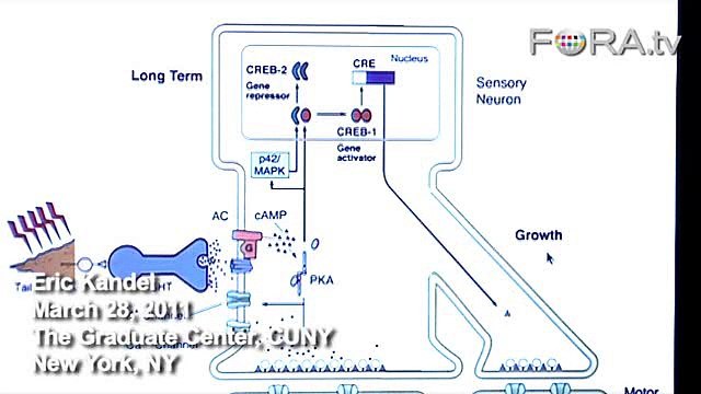 Eric Kandel: Understanding Long-Term Memory Retention
