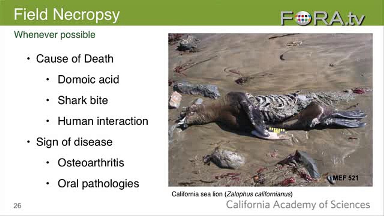 CSI: Marine Mammals