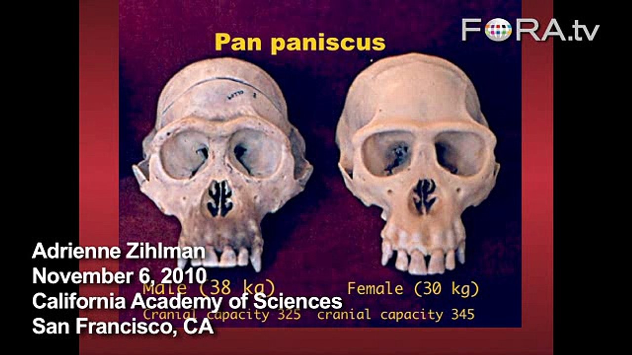 Was Lucy Male? Comparing the Gender of Human-Like Fossils