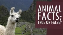 Animal Facts: True or False?