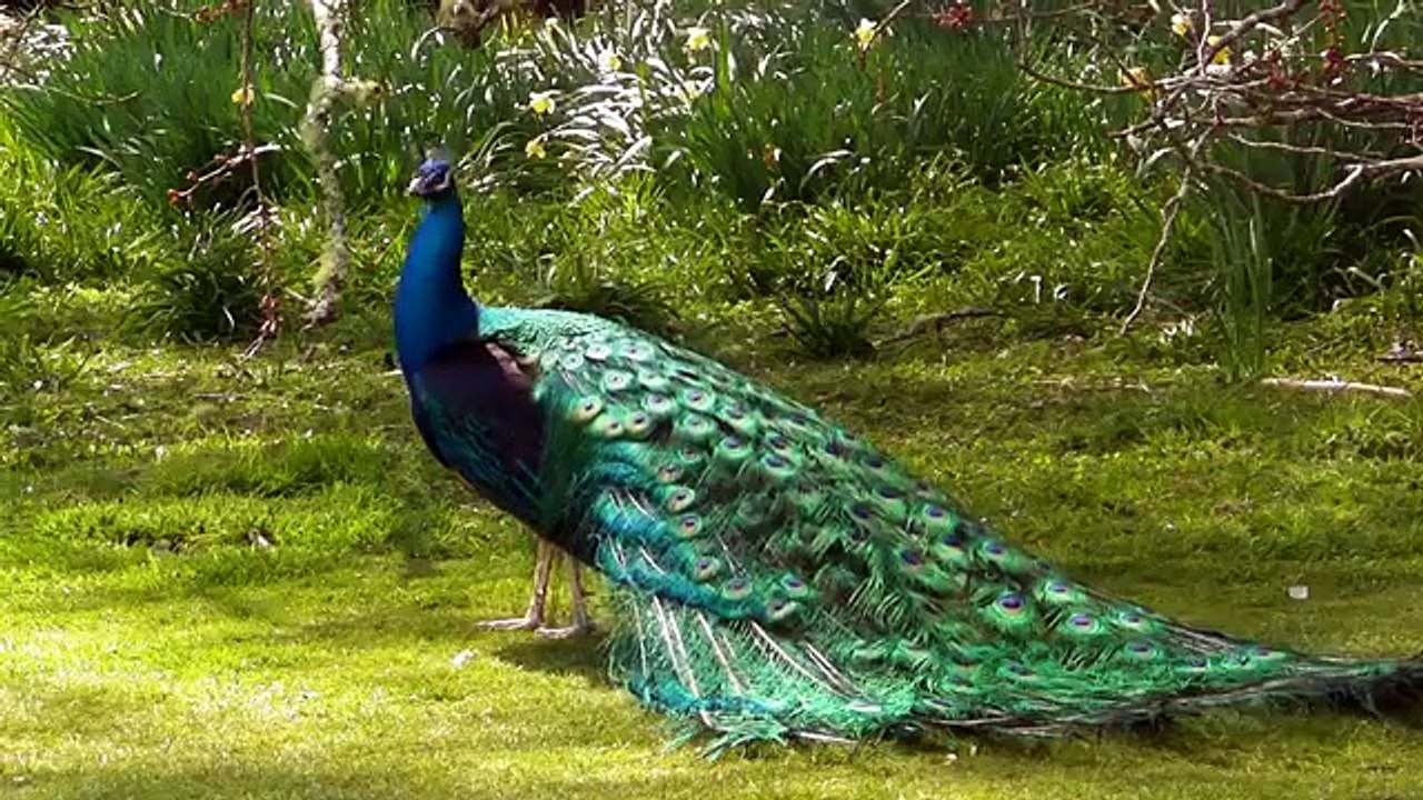 pee cock