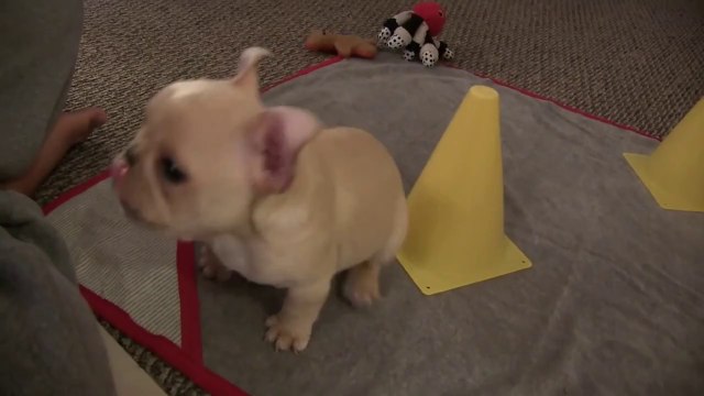 Brody the French bulldog puppy performing tricks is our weekend gift to you