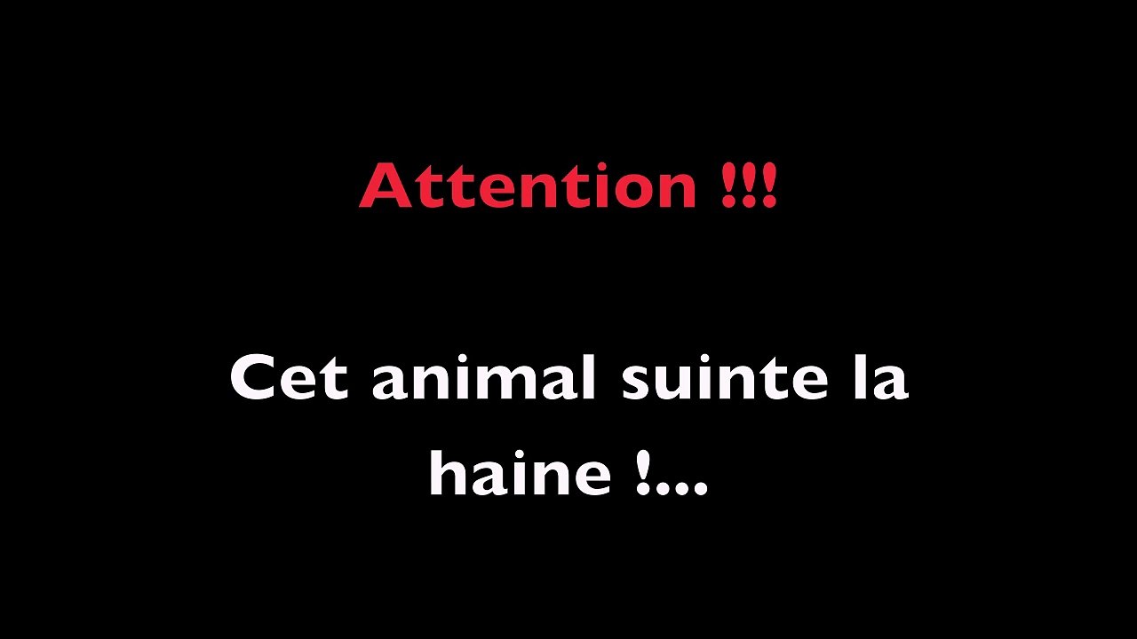 Lion King TV suinte la haine