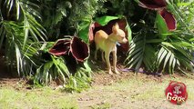 Carnivorous Plant Eats Puppy