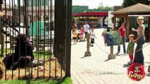 Crazy Kid Sneaks In Gorilla Cage