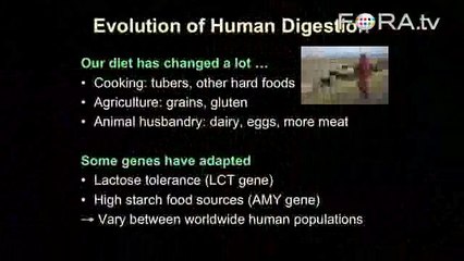 Lactose Intolerance and the Evolution of Human Digestion