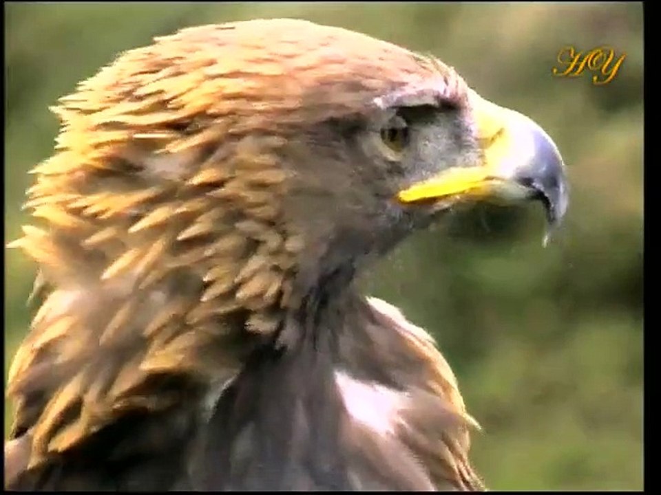 Le Miracle Chez Les Oiseaux