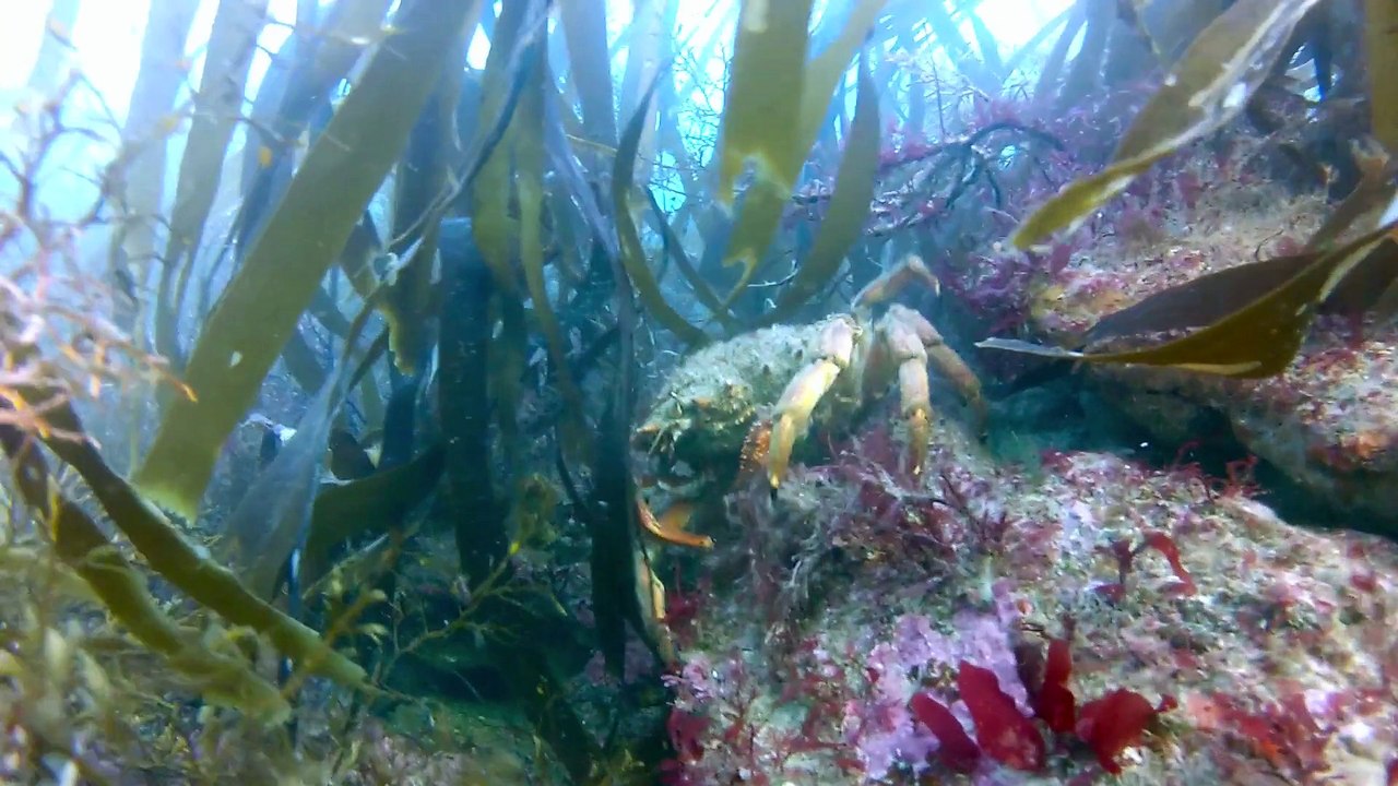 Last Dive 2014