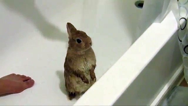 Bunny Taking a Shower