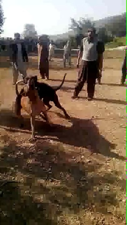 rax ki larai