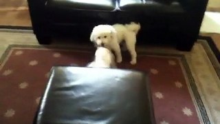 When Ozzy Met Violet (Bichon Frise dog vs. Maltese puppy - playing)