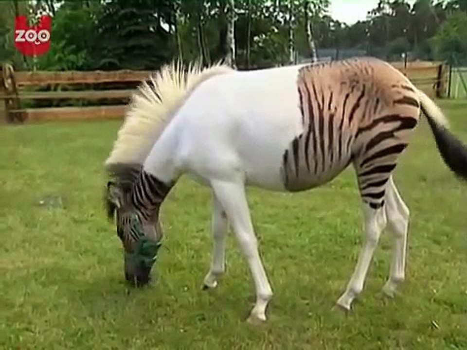 The Zebra Horse Dailymotion Video