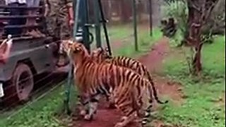 Amazing News - Slow motion video captures tiger jumping 10 feet to grab food