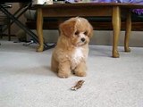 cute 14 week old toy poodle bichon frise  after bath fluffball