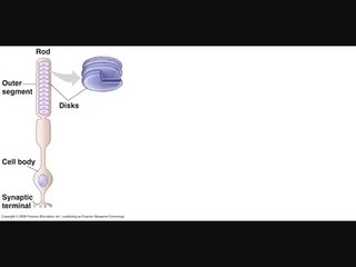 Anatomy of eye part 19