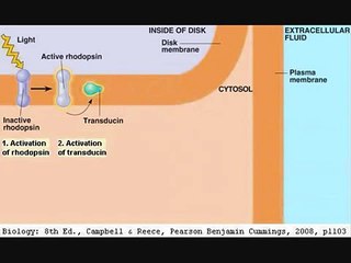 Anatomy of eye part 20