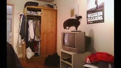 Funny Cats - New Funny Cats Video - Funny Animals - Funny Vines - Funny Videos █▬█ █ ▀█▀