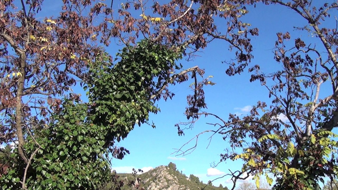 Out of  Automne