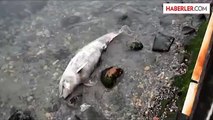 Ölü Yunus Balığı Karaya Vurdu