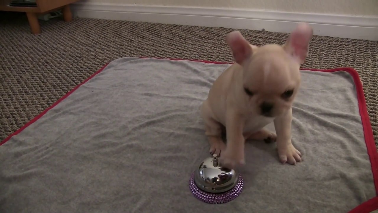 Bébé Bulldog Français a appris 12 tricks en 4 jours : petite démo!