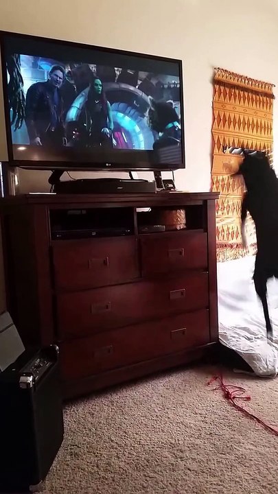 Ce chien ferai n'importe quoi pour regarder Les Gardiens de la Galaxie! Gros fan...