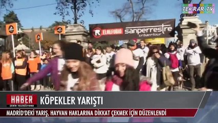 Köpekler Yarıştı