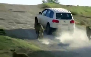 Afrikada Yoldan Geçen Arabaya Saldıran Aslanlar