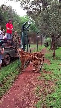 Slow motion video captures tiger jumping 10 feet to grab food