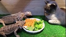 Cat befriends bearded dragons