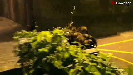 Mutant Giant Spider Dog (SA Wardega)