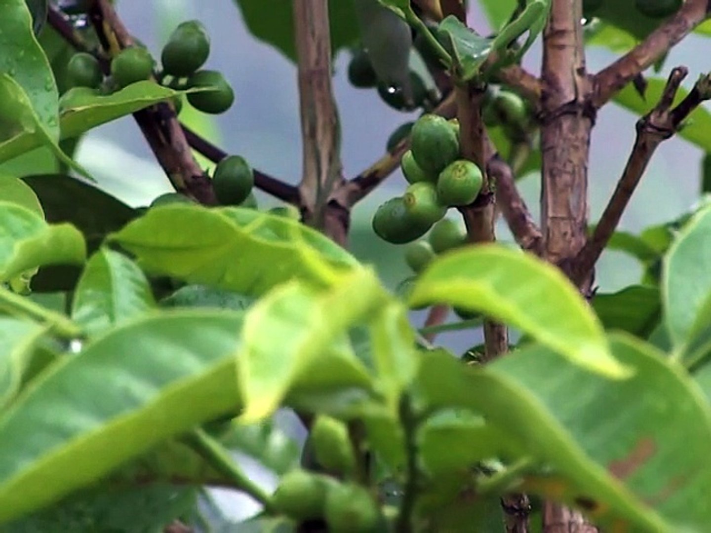 Nigeria: la chaîne de café Neo se rêve déjà en Starbucks