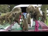 monkeys attacks a car plz  must Watch n share