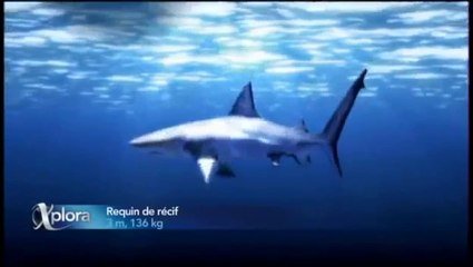 Les Vraies Dents De La Mer  : partie 2