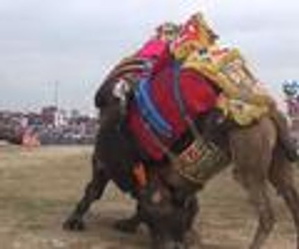 Devesi güreşirken heyecandan yerinde duramadı