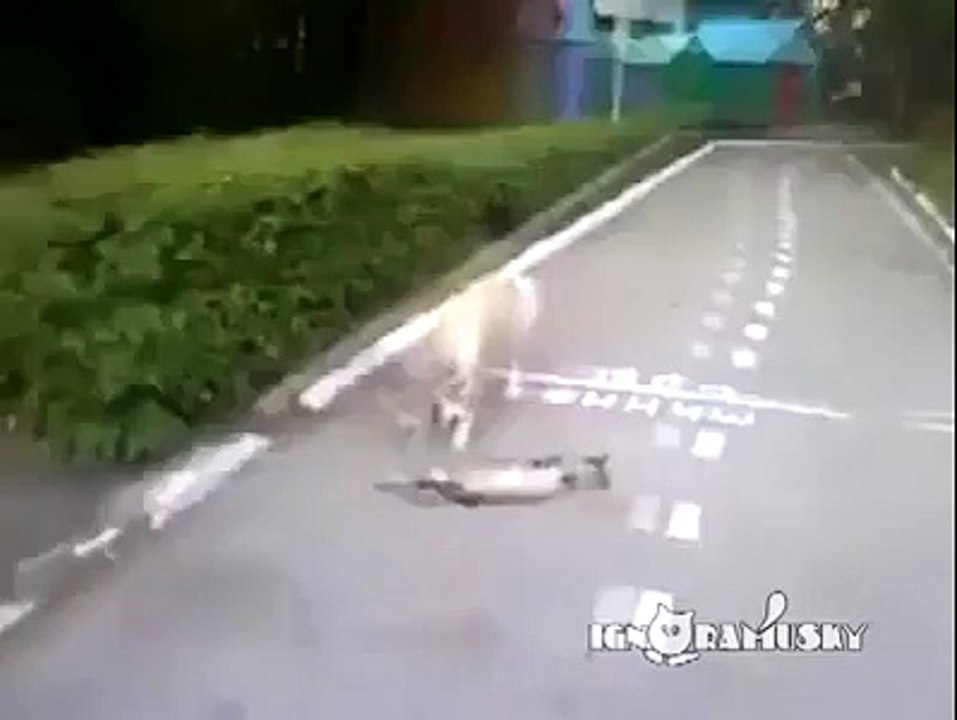 Too funny dog thought the cat was dead!