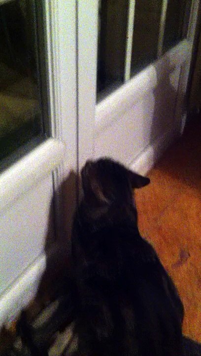 le chat qui pleur