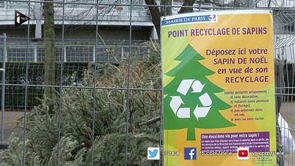Quand le sapin de Noël se recycle