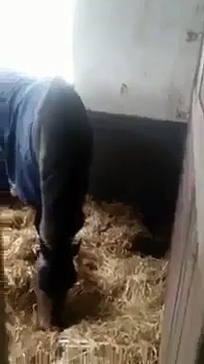 Animal Love