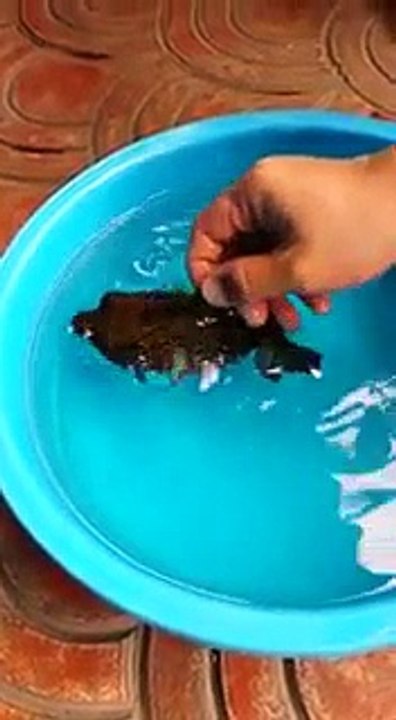 The Ball Fish  -Amazing !