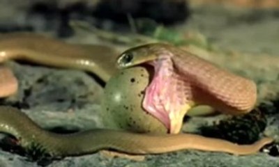 Yılan Koca Yumurtayı Kırmadan Mideye İndirdi