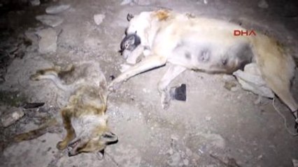 Hakkari'de Ayakları Bağlandıktan Sonra Öldürülmüş Tilki ve Köpek Bulundu