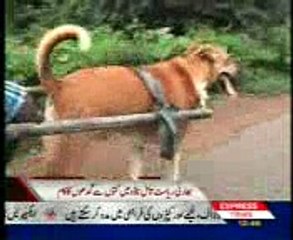 gadha gari ki bajae dog gari