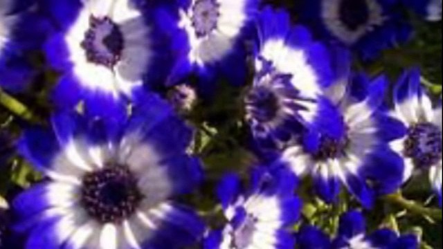 HALİT BİLGİÇ NEYLEYİM - GÖNÜL TÜRKÜLERİ SEVDALI TÜRKÜLERİN GÖNÜL SAYFASI.M.M